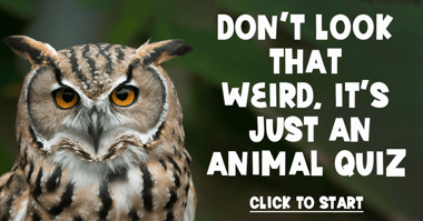 Animal Trivia