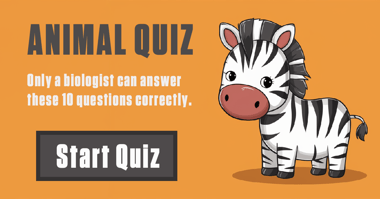 Animal Trivia
